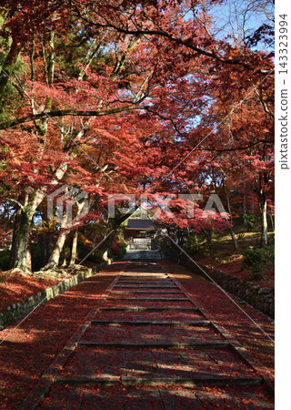Bishamondo Monzeki Temple: Yakui-mon Gate covered in maple trees (Yamashina Ward, Kyoto City) Bishamondo Monzeki Temple: Yakui-mon Gate covered in maple trees (Yamashina Ward, Kyoto City) 143323994