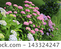 Pink and light purple hydrangea flowers blooming in the spring park 143324247