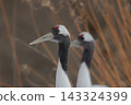 Close-up of a red-crowned crane 143324399