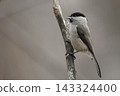 A Japanese tit singing on a branch 143324400