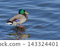 Mallard ducks standing in the marsh 143324401