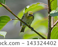 Japanese white-eye perching on a branch 143324402