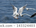 Black-headed gulls landing on the water's surface 143324403