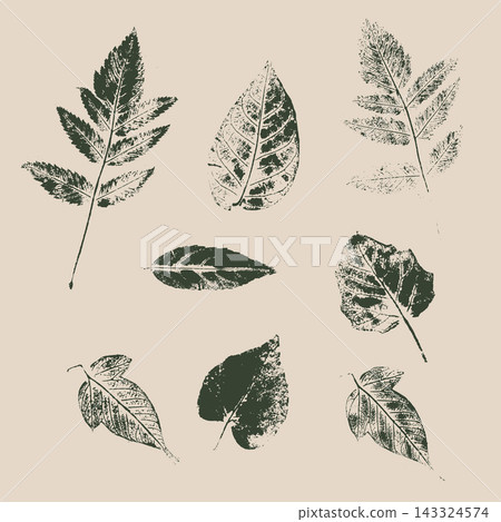 Vector botanical autumn tree leaves ink imprints set isolated on beige background. Monochromatic dark green leaf prints with natural detailed veins texture. 143324574
