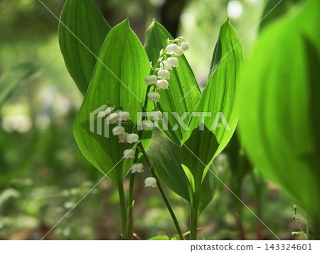 A cluster of bright white flowers (May) - Lily of the Valley (08) A cluster of bright white flowers (May) - Lily of the Valley (08) 143324601
