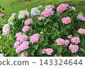 Pink and light blue hydrangea flowers blooming in the park in early summer 143324644