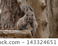 Ezolith to eat nuts 143324651