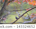 Long-tailed tits in the autumn forest 143324652