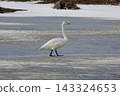 Whooper swans walking on the ice 143324653
