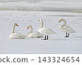 Whooper swans on the ice 143324654