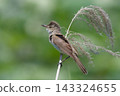 Great Reed Warblers by the Water 143324655