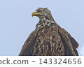 Close-up of a white-tailed eagle 143324656