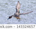 Northern pintail taking flight 143324657