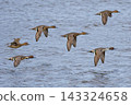 Northern pintails taking flight 143324658