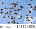 Flock of the selfish galler 143324659
