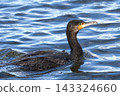 Great cormorant swimming 143324660