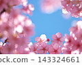 河津櫻花 143324661