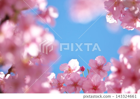 河津櫻花 河津櫻花 143324661