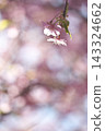 河津櫻花 143324662