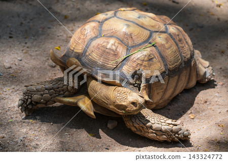 African spurred tortoise rest on ground with grooved shell African spurred tortoise rest on ground with grooved shell 143324772