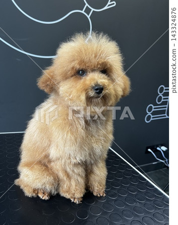 Freshly groomed toy poodle sits on grooming table in soft indoor light. Freshly groomed toy poodle sits on grooming table in soft indoor light. 143324876