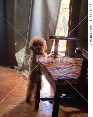 Toy poodle stands beside wooden chair in warm backlit interior. Toy poodle stands beside wooden chair in warm backlit interior. 143325071