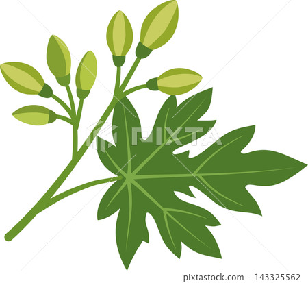 Illustration of a papaya sprig, leaf and flower bud branch, on a transparent background. Illustration of a papaya sprig, leaf and flower bud branch, on a transparent background. 143325562