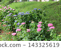 Pink hydrangeas, blue lacecap hydrangeas, and red alstroemeria pulchella flowers blooming in the park in early summer. 143325619
