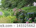 Pink and blue hydrangeas and red alstroemeria pulchella flowers blooming in the park in early summer. 143325662