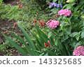Red alstroemeria pulchella and pink hydrangea flowers blooming in the park in early summer. 143325685