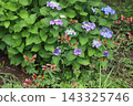 Blue hydrangea flowers and red alstroemeria pulchella flowers blooming in the park in early summer. 143325746