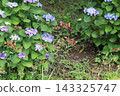 Blue hydrangea flowers and red alstroemeria pulchella flowers blooming in the park in early summer. 143325747