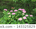 Pink hydrangeas and red alstroemeria pulchella flowers blooming in the park in early summer. 143325829