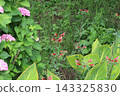 Pink hydrangeas and red alstroemeria pulchella flowers blooming in the park in early summer. 143325830