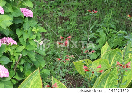 Pink hydrangeas and red alstroemeria pulchella flowers blooming in the park in early summer. Pink hydrangeas and red alstroemeria pulchella flowers blooming in the park in early summer. 143325830