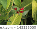 Red Alstroemeria pulchella flowers blooming in a park in early summer 143326005