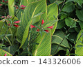 Red Alstroemeria pulchella flowers blooming in a park in early summer 143326006