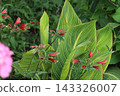 Red Alstroemeria pulchella flowers blooming in a park in early summer 143326007