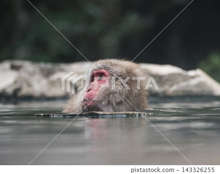 Japanese monkey from Jigokudani hot spring Japanese monkey from Jigokudani hot spring 143326255