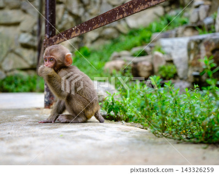 Japanese monkey from Jigokudani hot spring Japanese monkey from Jigokudani hot spring 143326259