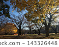 Yellow ginkgo trees in the park in autumn 143326448