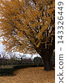 Yellow ginkgo trees in the park in autumn 143326449
