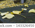 Yellow ginkgo trees in the park in autumn 143326450