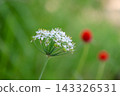  白花 143326531