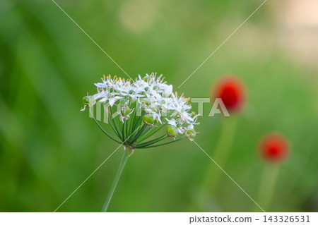白花 白花 143326531
