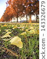 Fallen leaves on the lawn 143326679