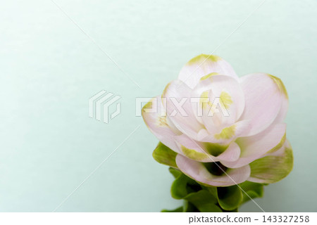 薑黃沙洛姆 薑黃沙洛姆 143327258