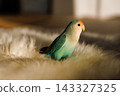 Pet lovebird 143327325