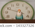 Pet lovebird 143327326