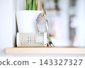 Pet cockatiel 143327327